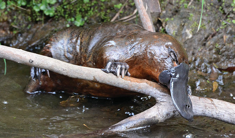 Platypus перевод. Нора утконоса. Утконос роет нору. Предки утконоса.